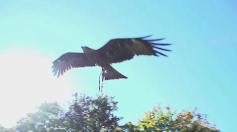 Hawk flying. bird. slow motion. flying animals Stock Footage 32231910
