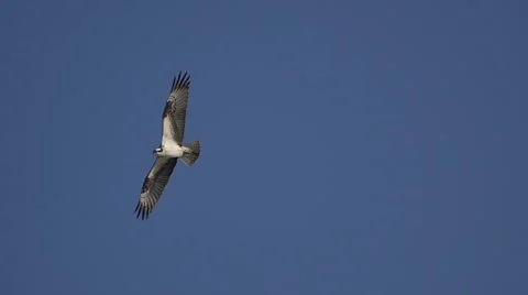 Hawk Flying in Blue Sky Stock-Footage 51392315
