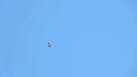 Hawk Flying on the Blue Sky Stock Footage 280607353
