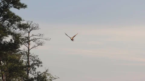 Hawk flying with branches in talon across lake in slow motion Stock Footage 128773812