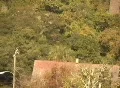 Hawk Flying Vídeos