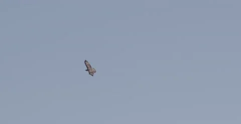 Hawk flying. Stock Footage 147317488