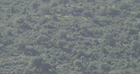 Hawk Flying Stock Footage 203914916