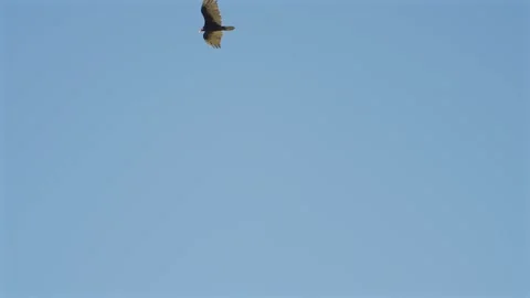 Hawk flying Stock Footage 311745229