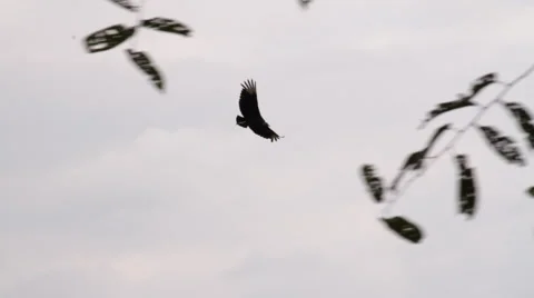 Hawk flying / Gaviao 스톡 동영상 41899282