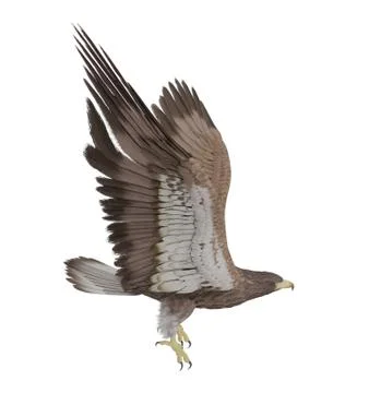 Hawk flying isolated on white background, 3D rendering Stock Illustration