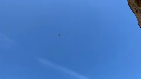 Hawk flying in malibu 120fps Vídeos de archivo 106965192