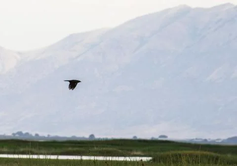 Hawk flying by the mountains Stock Photos