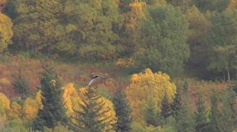 Hawk Flying over Fall Colors Stock Footage 8688828