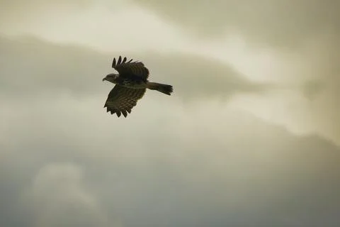 A hawk is flying in the sky with a cloudy background Stock Photos