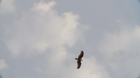 Hawk flying in sky in cloudy weather with palms during day time, India Stock Footage 145034696