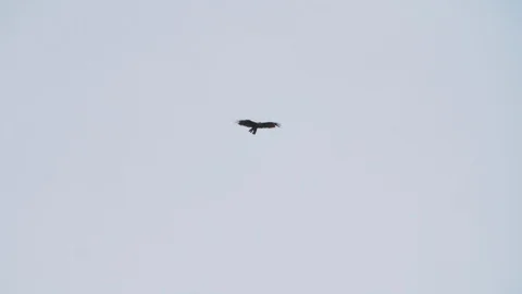 Hawk flying in sky in cloudy weather with palms during day time, India Stock Footage 145034892