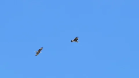 Hawk flying on sky. Slow motion Stock Footage 118259240