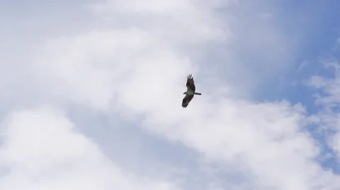 Hawk Flying in Slow Motion Against Blue Sky Stock Footage 51677040