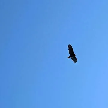 Hawk Flying Through the Sky Stock Photos