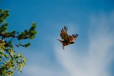A hawk flying from a tree. Stock Photos