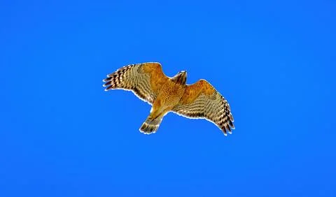 Hawk Flyover Stock Photos