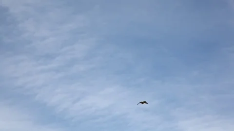 Hawk Flys Away Stock Footage 75240354