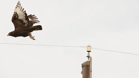 Hawk fly's off telephone pole Stock-Footage 136103655