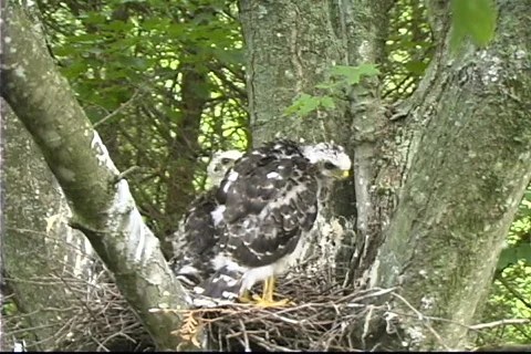 Hawk Stock Footage 343086