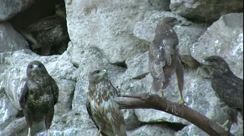 Hawk Stock Footage 5089224