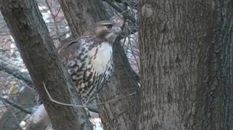 Hawk Video stock 6527305