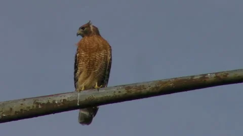 Hawk Stock Footage 12427542