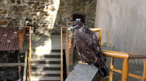 Hawk Stock-Footage 26885361