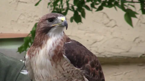 Hawk 動画素材 33295338