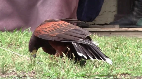 Hawk 動画素材 33330719