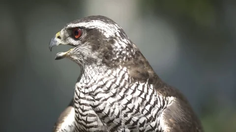 Hawk Stock Footage 77580788