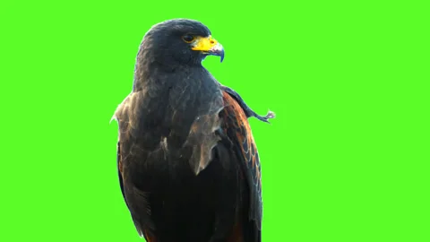 Hawk Stock Footage 92201841