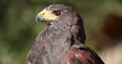 Hawk Stock Footage 126593311