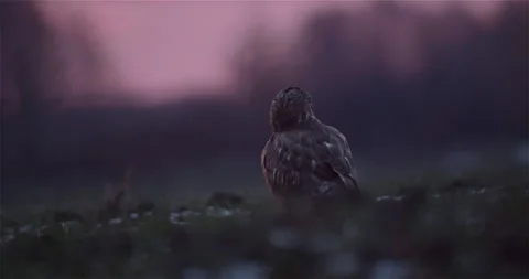 Hawk in the Forest Evening Stock Footage 144728548