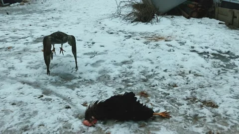 The hawk is a formidable predator. Stock Footage 233566211