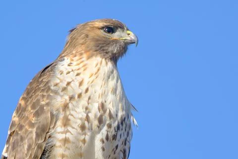 Hawk in Front of Blue Sky Soaring Bird of Prey Wildlife Scene Stock Photos