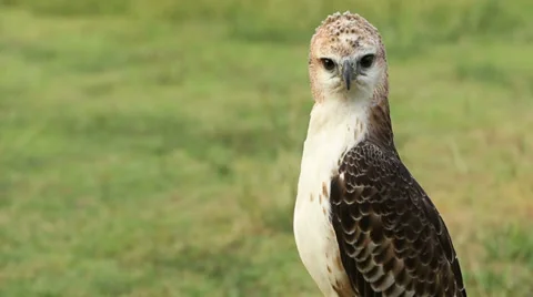 Hawk on a green meadow in forest Stock Footage 36617519