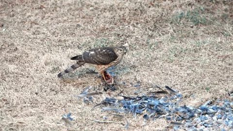 Hawk on the ground feeding on bird prey with feathers scattered around Stock Footage 332374545