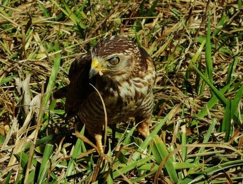Hawk on the ground Stock Photos