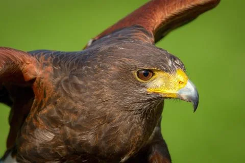 Hawk harris Foto stock