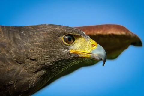 Hawk harris Stock Photos