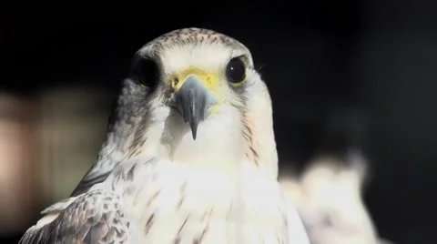 Hawk head close up. bird. slow motion. animals Video stock 64538090