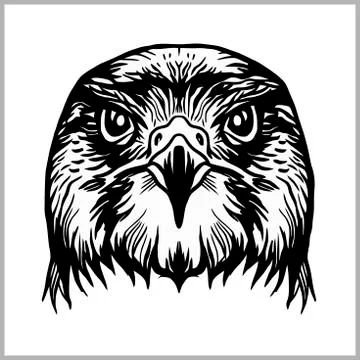 Hawk head vector. Predatory bird isolated on white. Stock Illustration