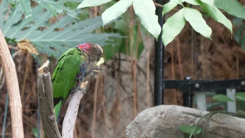 Hawk-headed parrot eats fruit 4K Stock Footage 115902802