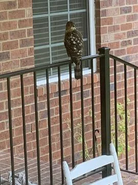 Hawk At Home Foto stock