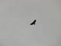 Hawk HS 01 Slow Motion Web Footage