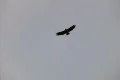 Hawk HS 02 Slow Motion Footage