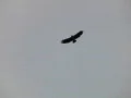 Hawk HS 02 Slow Motion Web Footage
