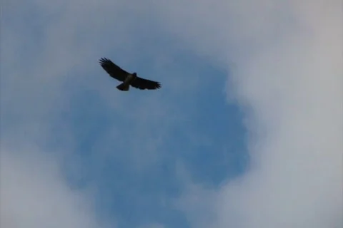 Hawk HS 03 Slow Motion Stock Footage