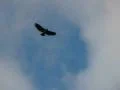 Hawk HS 03 Slow Motion Web Footage